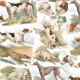 Tkanina 22883 | PSY GOŃCZE - HOUNDS - BIAŁE TŁO 