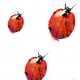 Tkanina 449 | ladybird