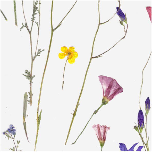 Fabric 30765 | Pressed Summer Flowers