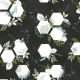 Fabric 32628 | Floral - ciemny