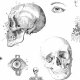 Fabric 33558 | ATLAS ANATOMII