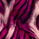 Tkanina 34197 | szkarłatne futro tygrysa