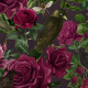 Tkanina 34337 | Bordpwe Róże i Czarne Ptaki Na Ciemnym Tle