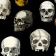 Tkanina 34344 | Czaszki I Dynie Halloween