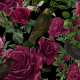 Tkanina 34367 | Bordowe Róże i Ptaki - Czarne Tło