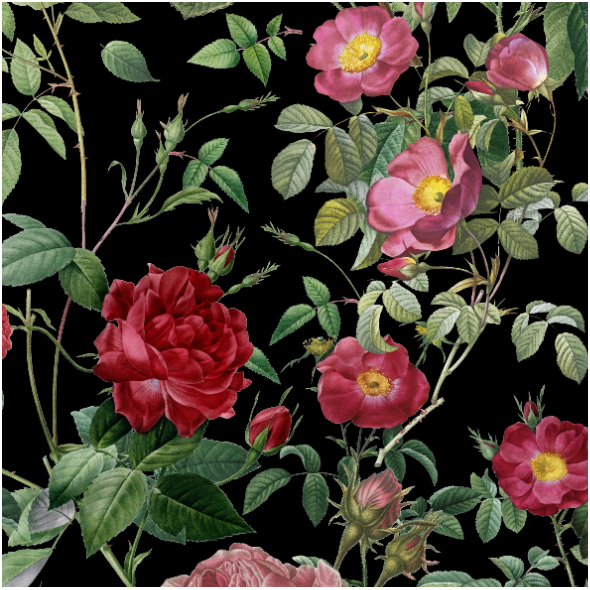 Fabric 34878 | Dzika Róża Na Czarnym Tle