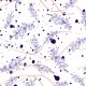 Tkanina 36158 |  blue LEAVES for spring and summer