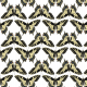 Fabric 37051 | motyle