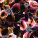 Tkanina 37958 | Mnóstwo kwiatów i sardonyx