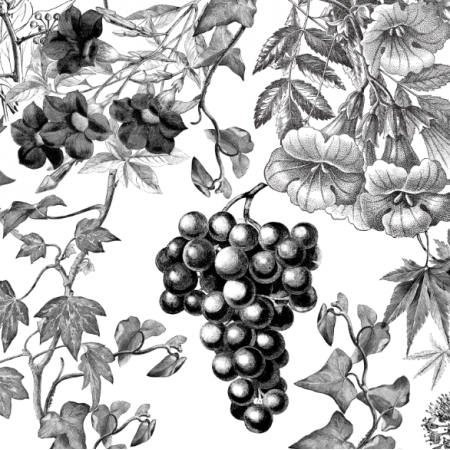 38742 | winorośl - czarno-biały wzór botaniczny