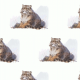Fabric 38767 | manul wrócił