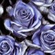 Tkanina 38989 | NIEBIESKIE RÓŻE - BLUE ROSE FLOWERS