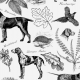 Tkanina 39052 | PSY WYŻŁY NIEMIECKIE / GREMAN POINTER DOGS