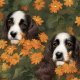 Tkanina 39158 | PSY SPANIELE W JESIENNYM OGRODZIE