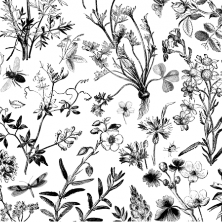 Tkanina 42490 | Polne Kwiatki - Czarno-Białe Ilustracje Botaniczne 