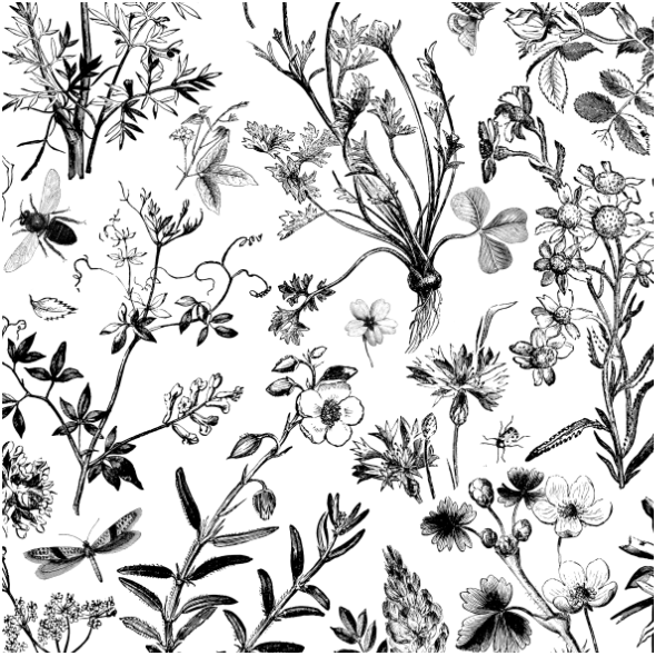 Fabric 42490 | Polne Kwiatki - Czarno-Białe Ilustracje Botaniczne 