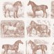 Fabric 43168 | Rasy Koni - Patchwork Szachownicowy - Mocha Mousse 