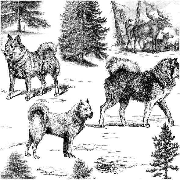 Fabric 44756 | PSy Szpice Północne w Zimowym Krajobrazie z łosiami - Czarno-Biały wzór Toile 