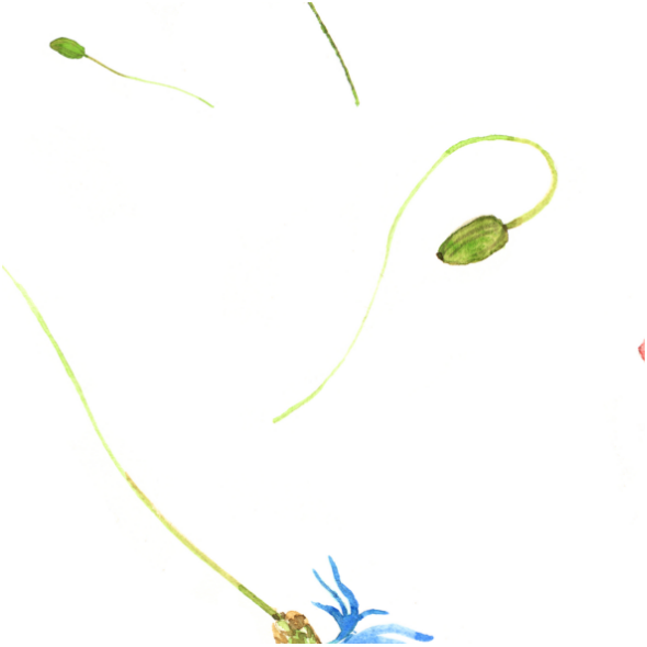 Tkanina 11657 | Maki - L