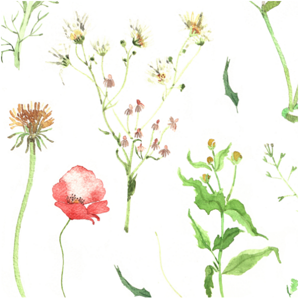 Tkanina 11658 | Kwiaty pole - l