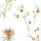 Tkanina 11660 | Kwiaty polne - XL