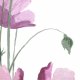 Fabric 12095 | watercolor flowers2