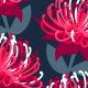 Fabric 15579 | Waratah Australian Flora Pink Navy