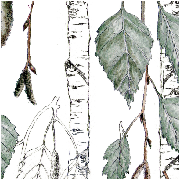 Fabric 15718 | brzoza