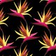 Fabric 15795 | Bird of Paradise Tropical Black