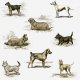 Tkanina 15840 | PSY TERRIERY - Terrier dogs