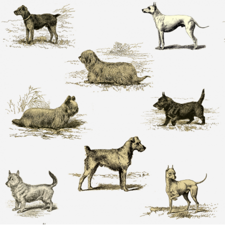 Tkanina 15840 | PSY TERRIERY - Terrier dogs