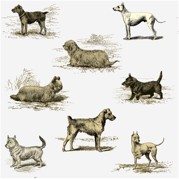 Fabric 15840 | PSY TERRIERY - Terrier dogs