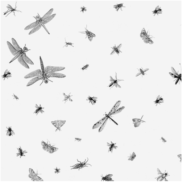 Fabric 16079 | OWADY CZARNO BIAŁE - INSECTS BLACK & WHITE