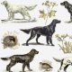 Tkanina 16507 | PSY SETERY NA BIAŁYM TLE - SETTER DOGS ON A WHITE BACKGROUND