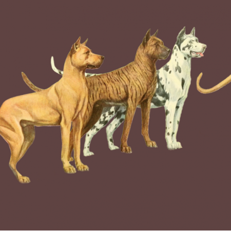 Tkanina 16687 | PSY DOGI - GREAT DANE DOGS
