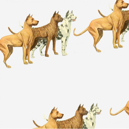 16690 | PSY DOGI - GREAT DANE DOGS