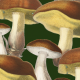 Tkanina  | Mushrooms_001_002