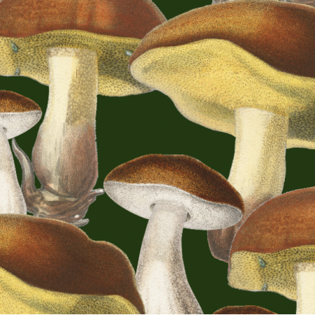  | Mushrooms_001_002