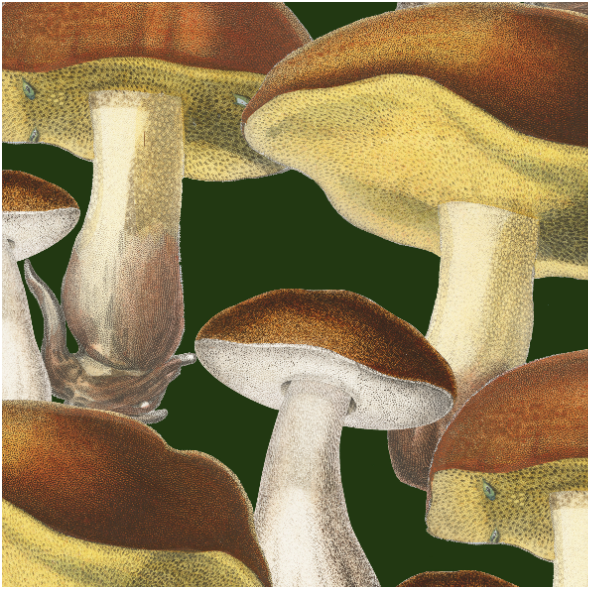 Fabric  | Mushrooms_001_002