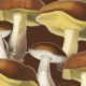 Tkanina  | Mushrooms_001_001
