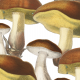 Tkanina 16903 | Mushrooms_001_003