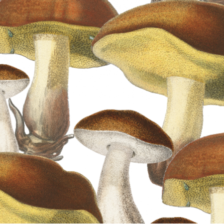 16903 | Mushrooms_001_003