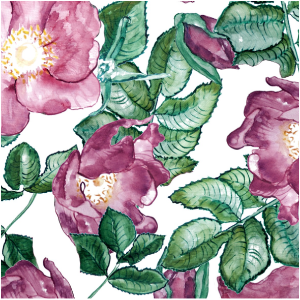 Fabric 18640 | Dzika róża na białym tle