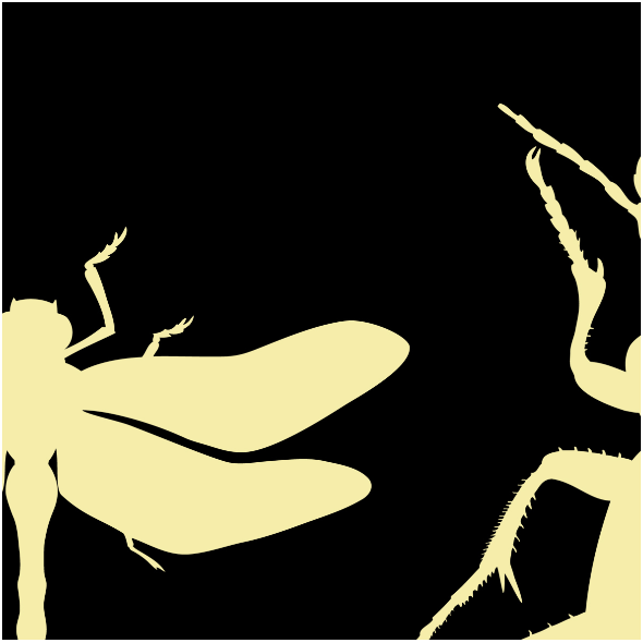 Tkanina 18754 | Bugs on black xl