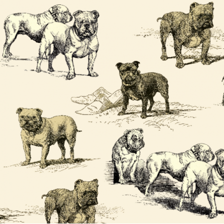 19045 | PSY BULDOGI ANGIELSKIE  na ECRU - ENGLISH BULLDOG DOGS
