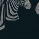 Tkanina 19777 | malowane zebry na czarnym tle, tapeta