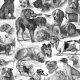 Tkanina 20016 | PSIARNIA CZARNO-BIAŁA / KENNEL BLACK & WHITE
